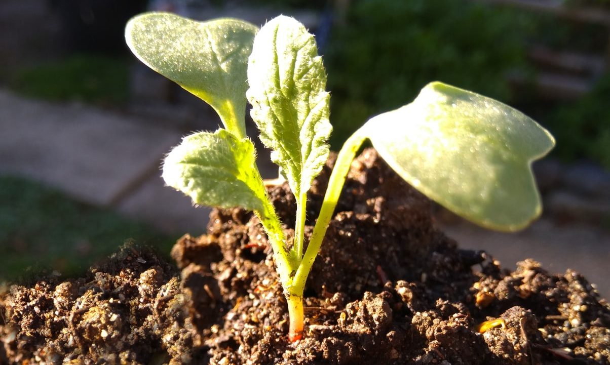 cropped-seedling-3-min.jpg